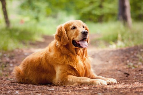 Die 5 gehorsamsten Hunderassen - Golden Retriever