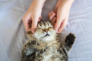 Die perfekte Katzenmassage