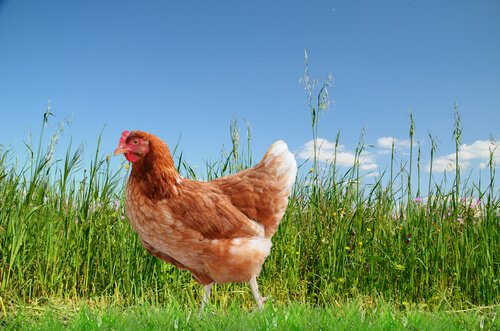 Die Qualität der Hühnereier hängt von der Fütterung ab.