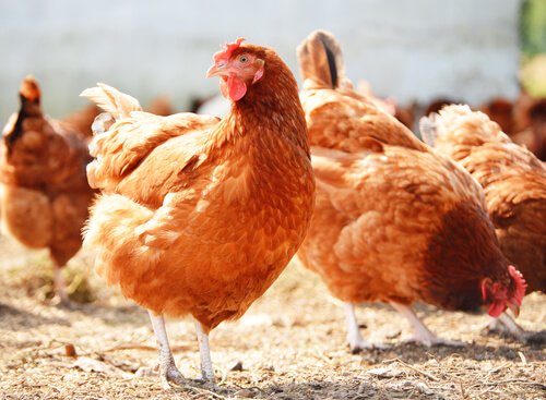 Die Qualität der Hühnereier ist für den Verbraucher wichtig.