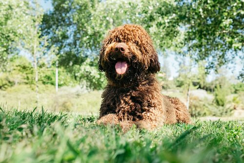 Hygiene und Pflege von einem Wasserhund
