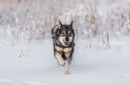 Norwegischer Elchhund - eine der nordischen Hunderassen