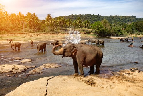 Elefanten und Tierrechte