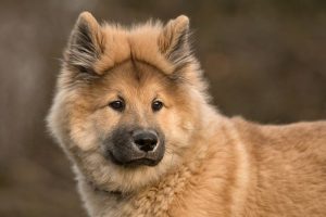 Der Eurasier, eine Hunderasse mit Chow-Chow-Einfluss