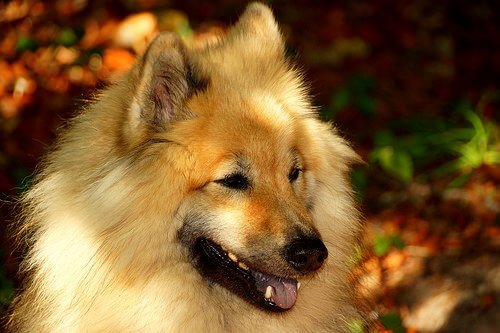 Der Eurasier