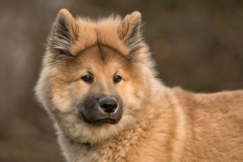Der Eurasier, eine Hunderasse mit Chow-Chow-Einfluss
