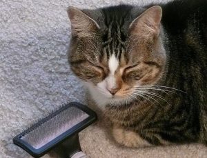 Fellpflege bei Katzen