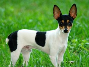 Toy Fox Terrier - ein kleiner und intelligenter Hund
