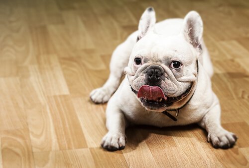 Französische Bulldogge auf dem Boden
