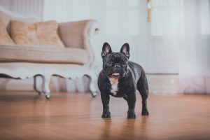 Französische Bulldogge: liebevoller und intelligenter Begleiter