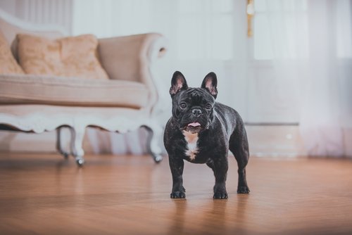 französische Bulldogge