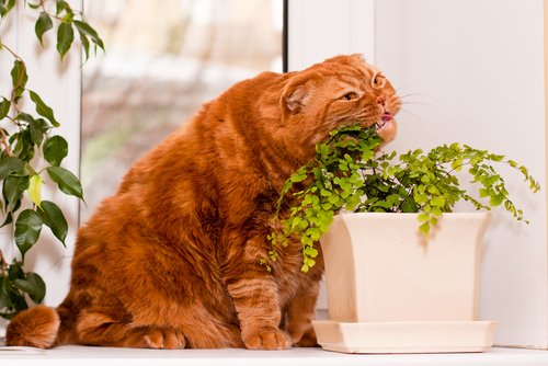 für Katzen sind mache Pflanzen gefährlich
