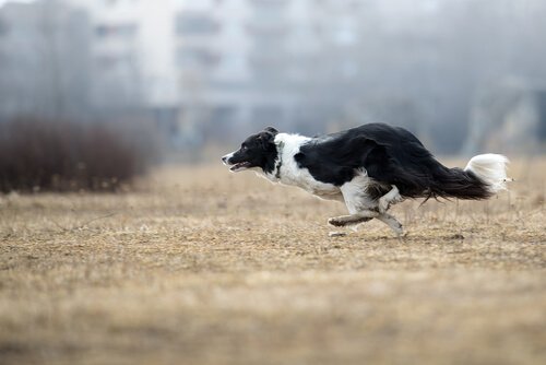 Die intelligenten Border Collies brauchen Gehorsamkeitstraining
