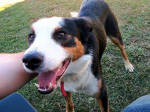 Die geistige Gesundheit deines Haustieres