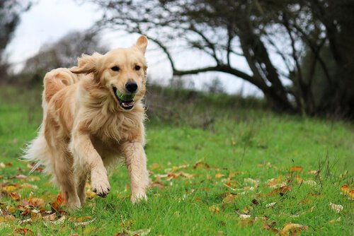 Golden Retriever, eine sehr freundliche Hunderasse