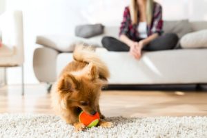 Grundlagen der Körpersprache bei Hunden