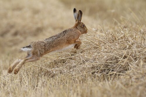 Warum ist der Hase vom Aussterben bedroht?