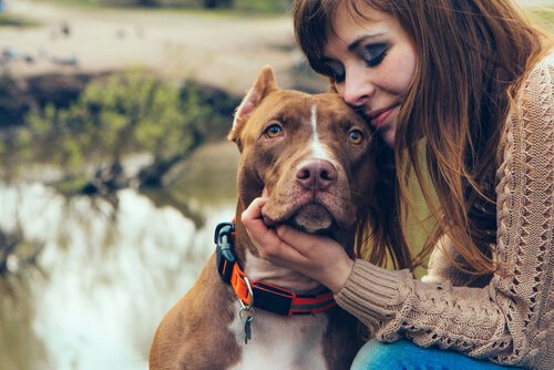 richtige Haustierpflege bei Hunden