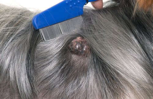 Hautkrebs bei Hunden erkennen