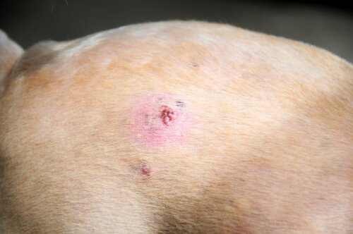 Hautkrebs bei Hund
