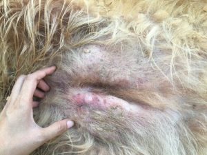 Kann ein Hund an Hautkrebs leiden? Warum?