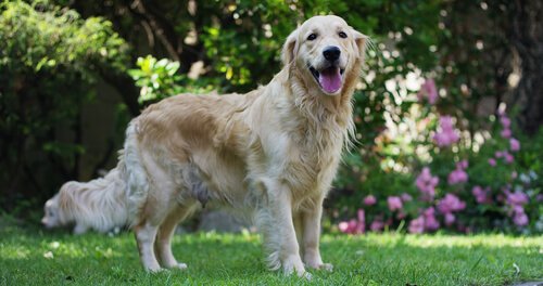 Herzgeräusche bei Hunden: Vorbeugung und Erste Hilfe
