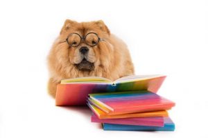 Welches Tier hat die höchste emotionale Intelligenz?