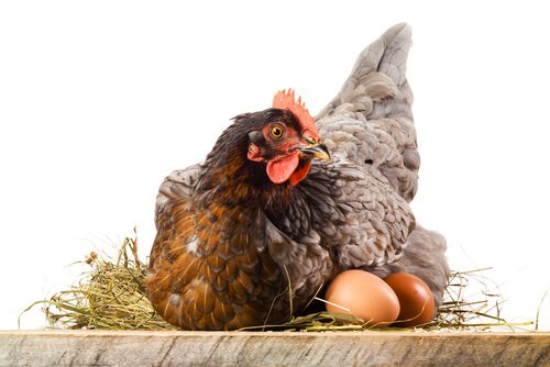 Huhn und Eier