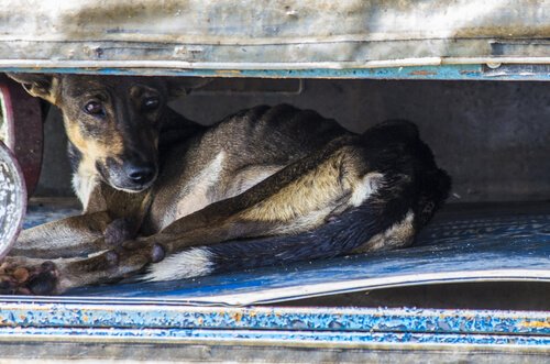 Hund schützt sich vor Naturkatastrophe
