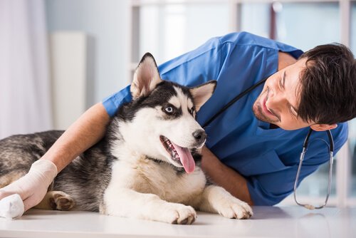 Hund beim Tierarzt hat Krampfanfälle