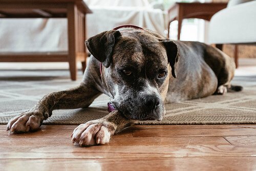 Krampfanfälle bei Hund vermeiden