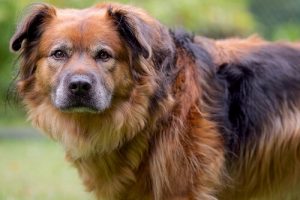 Schuldbewusster Gesichtsausdruck von Hunden