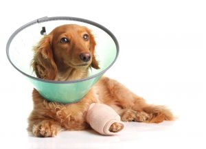 Zwangsstörungen bei Hunden können autodestruktiv sein