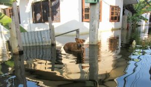 Wie du dein Haustier bei Überschwemmungen schützt