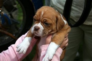 Tipps für den Besuch beim Tierarzt