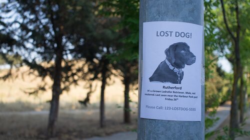 Hänge Plakate auf, wenn dein Hund verloren gegangen ist.