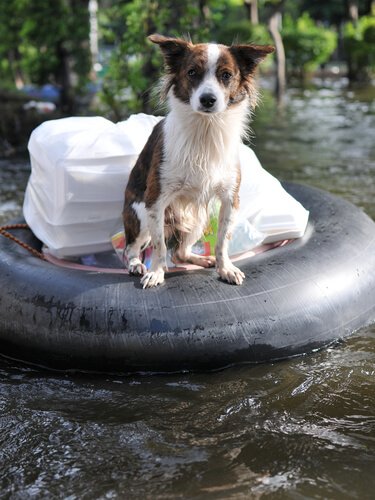 Hunde haben auch Angst bei Überschwemmungen