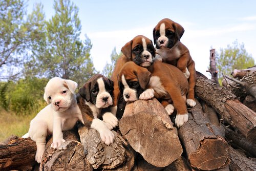 Brachycephalie bei Hunden