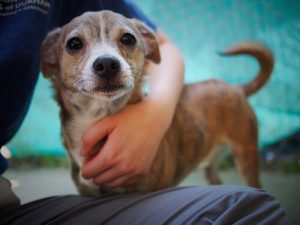 Hunde vermindern Asthma-Symptome bei Kindern