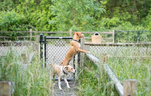 Hunde wollen ausbüchsen