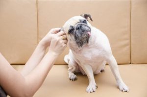 Hundeohren reinigen: so geht es!
