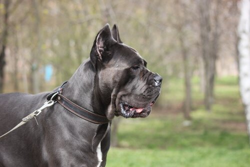 Hunderasse Cane Corso Italiano