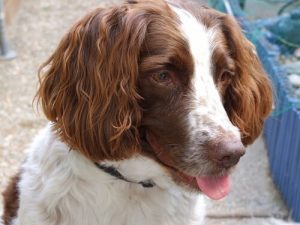 Hunderassen, die anfällig für Ohrentzündungen sind