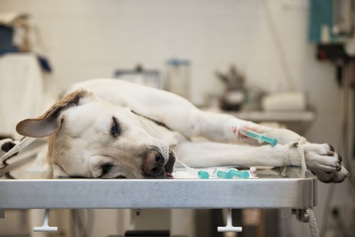In der Tierklinik