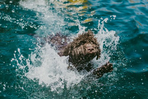 Einem Wasserhund muss man baden.