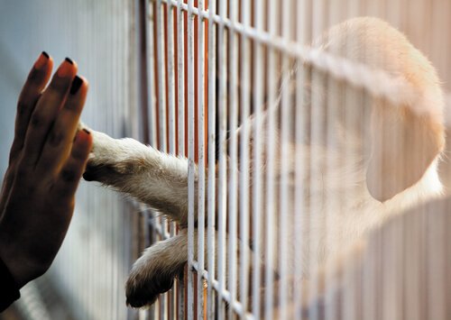Auch wenn du nicht adoptieren kannst, kannst du trotzdem helfen!