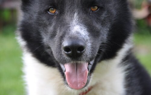 Karelischer Bärenhund - eine der nordischen Hunderassen
