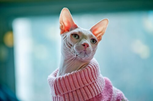 Katze mit Pullover