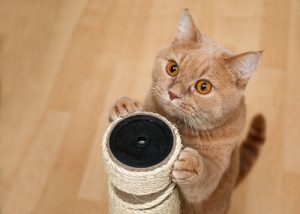 Wie du deiner Katze Tricks beibringen kannst