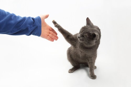 Wie du deiner Katze Tricks beibringen kannst - Pfötchen geben